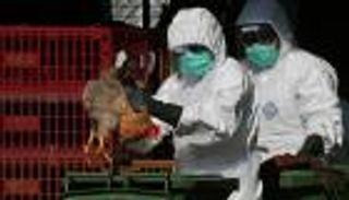 أول وفاة بإنفلونزا الطيور بين البشر.. الهند تسجل الحالة النادرة