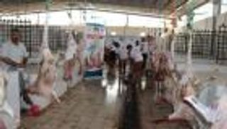 أضاحي العيد.. يد الخير الإماراتية تمتد إلى الأشقاء في اليمن