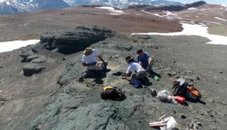 الباحثون يجمعون بقايا حفرية جد التماسيح