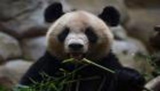 صور.. دبّة الباندا في حديقة بوفال الفرنسية تنتظر توأماً