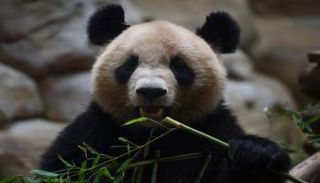 دبّة الباندا الأنثى هوان هوان