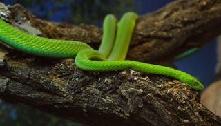 ثعبان أخضر من سلالة الأصلة