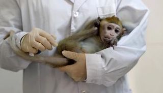 نوع من القردة التي تسبب مرض هربس القردة