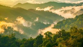 مجمع غابات كاينج كراشان في تايلاند