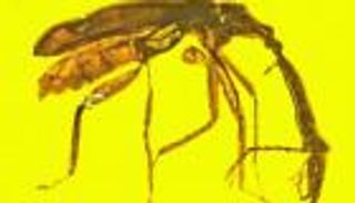 "العنبر" يحتفظ بآثار معركة خاضتها "سوسة" قبل 100 مليون عام