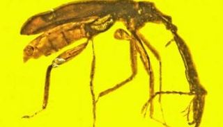 العنبر احتفظ بالسوسة 100 مليون عام