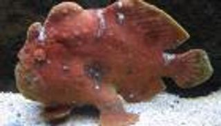 "الضفدع".. سمكة مرعبة في تركيا