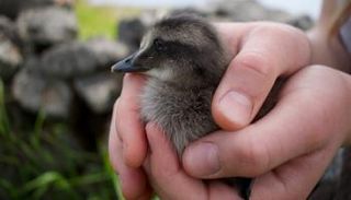 بط العيدر القطبي 