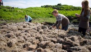 أطفال يجمعون ريش بط العيدر القطبي ذي الزغب الناعم