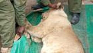 صور.. الإمساك بأسد يتجول في منطقة سكنية