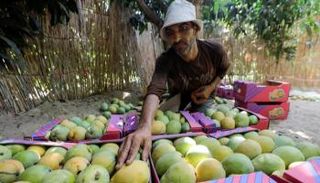 جنون "المانجو" في مصر- رويترز