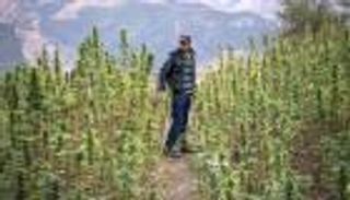 رسميا.. زراعة القنب الهندي "مشروعة بشروط" في المغرب