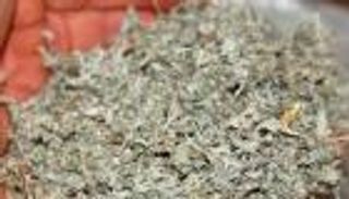 الزعتر والشيح أسلحة جزائرية ضد كورونا.. واختصاصي: هنا يكمن الخطر