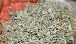 جزائريون يلجؤون لوصفات عشبية للوقاية من فيروس كورونا