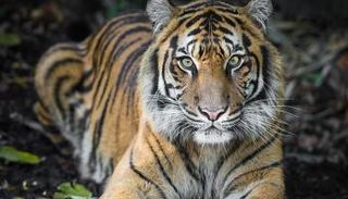  ببر سومطري- أرشيفية