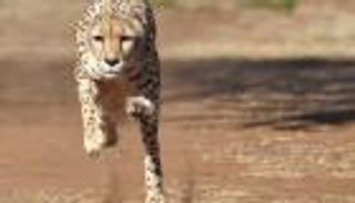 سر تفوق الحيوانات على عدائي الأولمبياد في الركض