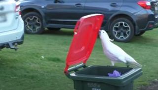 ببغاء يحاول فتح سلة قمامة