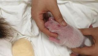 ولادة صغير باندا (أرشيفية)