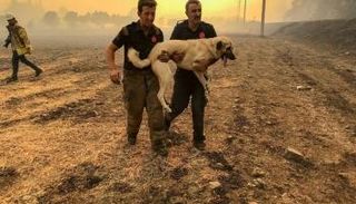 تركيا منكوبة.. فيضانات وحرائق غابات