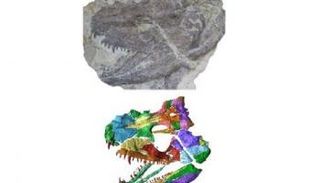 الباحثون يعيدون شكل جمجمة حيوان عمره 340 مليون عام