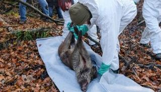 حمى الخنازير الأفريقية