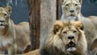 أسود تفتك بـ3 أطفال بعد عودتهم من المدرسة