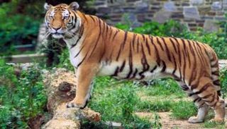 النمر هاجم امرأة تعمل في حديقة للحيوانات البرية بتشيلي- أرشيفية