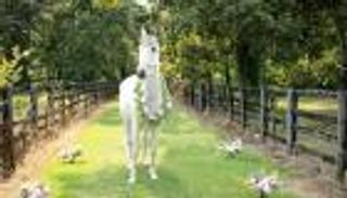 طفلة مصابة بالسرطان تحقق حلمها بلقاء وحيد القرن