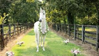 وحيد قرن الطفلة البريطانية المحاربة أبيجيل ليجيو 