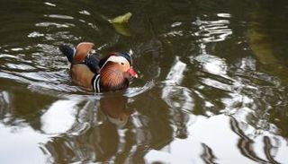 طائر مائي في الحدائق العجيبة