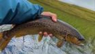 أسماك سلمون تدمن تعاطي المخدرات.. ما القصة؟