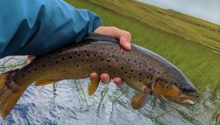 سماك السلمون المرقط بالبني في أنهار جمهورية التشيك