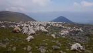 صاعقة تقتل 550 رأسا من الأغنام في جورجيا