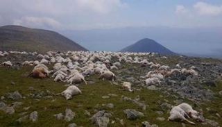 الصاعقة الرعدية أدى إلى نفوق 550 رأسا من الأغنام في جورجيا