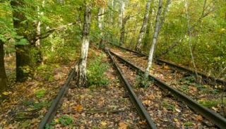 النباتات تنمو على قضبان المحطة