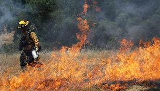 حرائق الغابات اجتاحت العديد من دول العالم