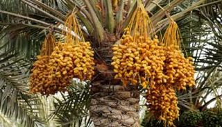 بلح المناصف أو فاكهة تهامة