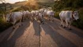 حادث مأساوي.. قطيع ثيران ينهي حياة أب وابنه في النرويج