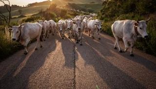 مقتل أب وابنه بعدما هاجمتهما ثيران في النرويج- أرشيفية