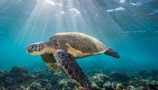 سلحفاة بحرية