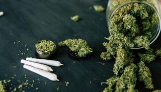 القنب الهندي