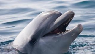 اكتشاف خصائص فريدة للدلافين في التمثيل الغذائي 