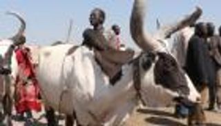 العنف العشائري يطوق جنوب السودان.. 27 قتيلا بسبب الأبقار