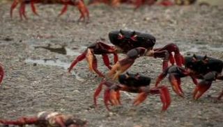 سرطان البحر- أرشيفية