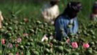 الأفيون الأفغاني و"دماغ" طالبان.. هل تتخلى"الحركة" عن التجارة المحرمة؟