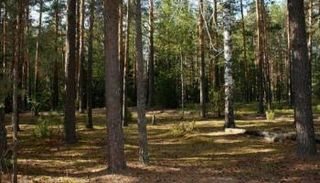 غابات روسيا - أرشيفية