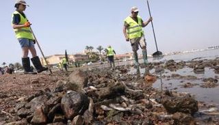 عمال البيئة يراقبون في حزن أطنان الأسماك النافقة في البحيرة