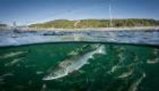 أكبر حرب "سلمون" في التاريخ.. سباق عالمي على "ذهبية" النرويج