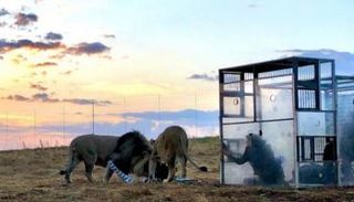 زوار داخل قفص أمام الأسود في المحمية