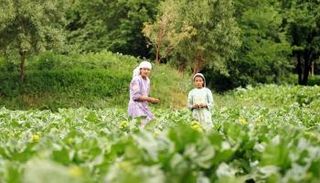 فتيات من أقلية أفغانية- الفرنسية